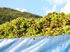 Prosecco Road